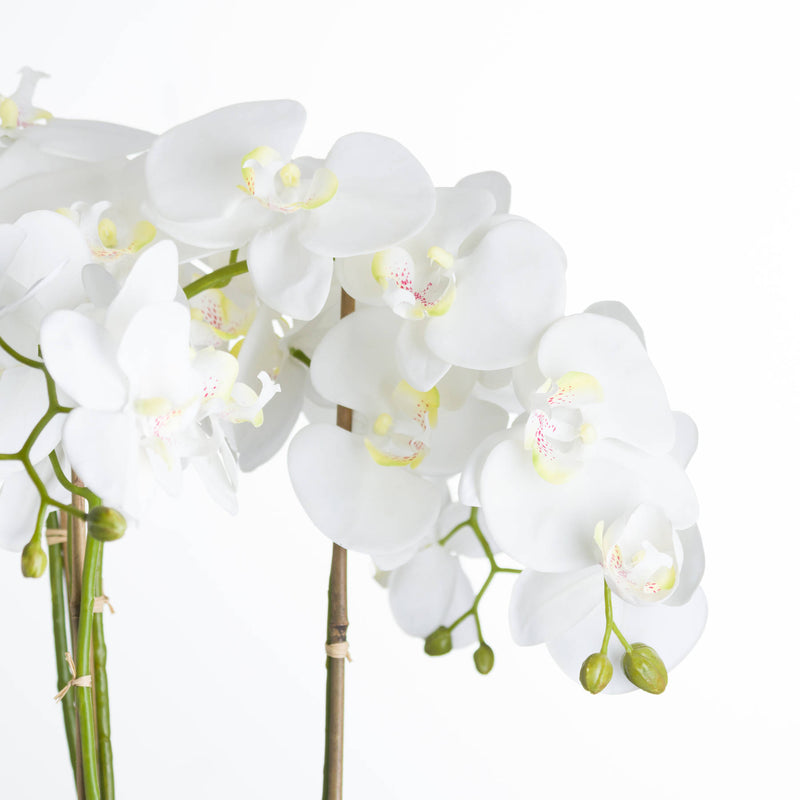 Grand White Orchid in Stone Elegance Pot