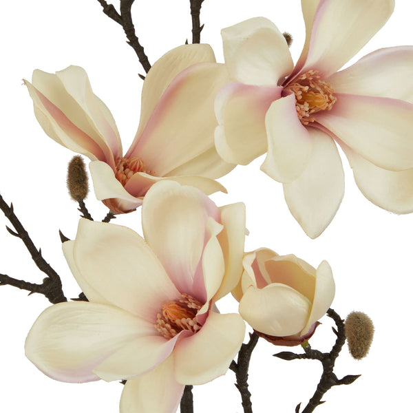 Pale Apricot Magnolia Single Stem